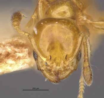 Media type: image;   Entomology 20896 Aspect: head frontal view